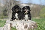 LHASSA APSO 012